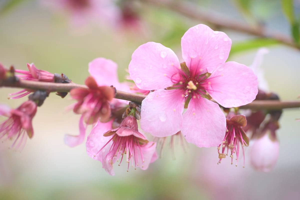 Sakura and The Camera